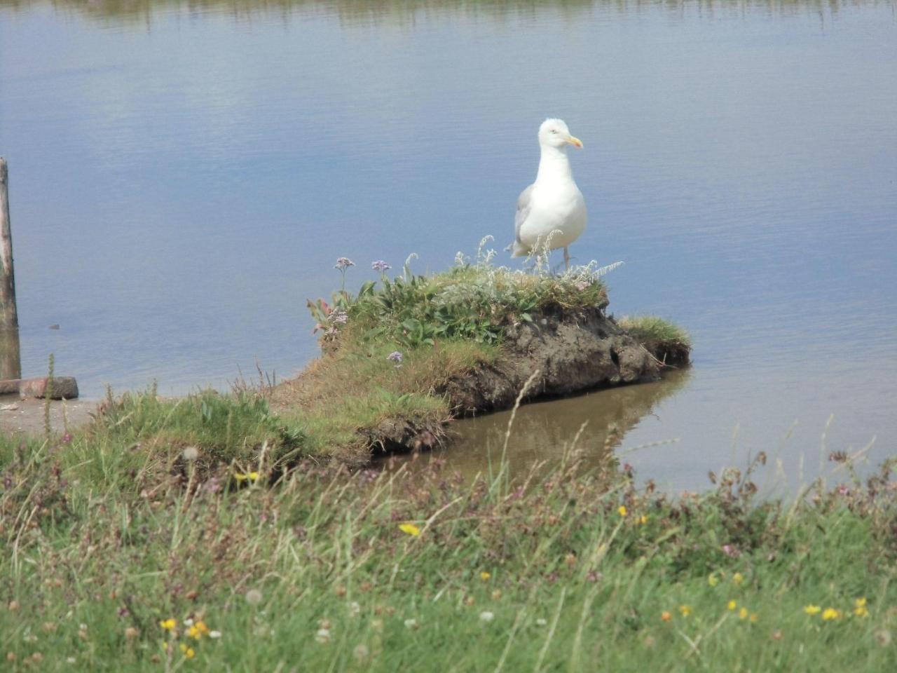 Haus-Halligblick-Ferienwohnung-Hamburger-Hallig Dagebüll エクステリア 写真